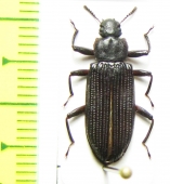 Tenebrionidae sp.  China, Tibet - INSECTS-STORE.RU