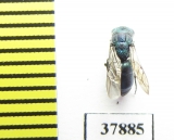 Chrysididae sp.  Russia, Tver reg. - INSECTS-STORE.RU