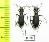 Cicindela ? angusticollis, pair  South Africa Rep. - INSECTS-STORE.RU