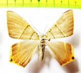 Geometridae sp.  Honduras - INSECTS-STORE.RU