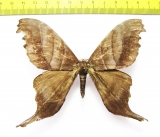 Saturniidae sp.  Peru - INSECTS-STORE.RU
