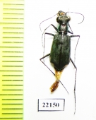 Cicindelinae sp.  Australia - INSECTS-STORE.RU