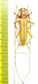 Cerambycidae sp.  Bolivia - INSECTS-STORE.RU