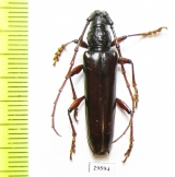 Cerambycidae sp.  Panama - INSECTS-STORE.RU