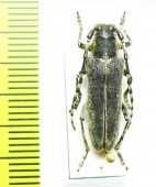 Oxylia duponcheli  Greece - INSECTS-STORE.RU