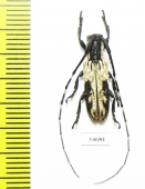 Cerambycidae sp.  China, Guangxi prov. - INSECTS-STORE.RU