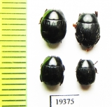 Hister sp.  Argentina - INSECTS-STORE.RU