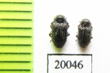 Dryopidae sp.  Indonesia, Sumatra - INSECTS-STORE.RU