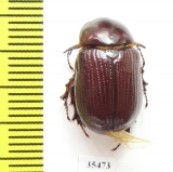 Dynastinae sp.  Mexico - INSECTS-STORE.RU