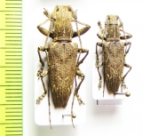 Trachelophora curvicollis, pair  Malaysia - INSECTS-STORE.RU