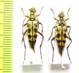 Leptura aurosericans  Laos - INSECTS-STORE.RU