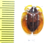 Tenebrionidae sp.  Australia - INSECTS-STORE.RU