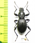 Tenebrionidae sp.  Taiwan - INSECTS-STORE.RU