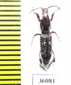 Brentidae sp.  Thailand - INSECTS-STORE.RU