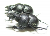 Lethrus scoparius, pair  Kazakhstan - INSECTS-STORE.RU