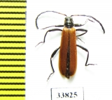 Lycidae sp.  Malaysia, Borneo - INSECTS-STORE.RU