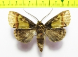 Noctuidae sp.  Panama - INSECTS-STORE.RU