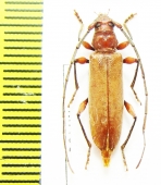 Cerambycidae sp.  Bolivia - INSECTS-STORE.RU