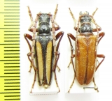 Stenocorus univittatus, pair  Kirgizstan - INSECTS-STORE.RU
