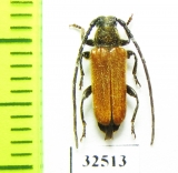 Anisarthron barbipes  Poland - INSECTS-STORE.RU