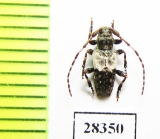 Pogonocherus hispidulus  Russia, Krasnodar reg. - INSECTS-STORE.RU