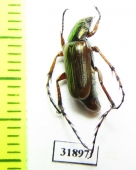 Macrodactylini sp.  Panama - INSECTS-STORE.RU