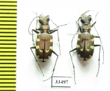 Cicindela transbaicalica lamifasciata  Korea - INSECTS-STORE.RU