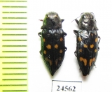 Trachypteris picta  Kirgizstan - INSECTS-STORE.RU