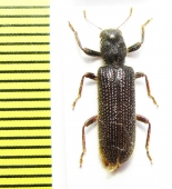 Cleridae sp.  Namibia - INSECTS-STORE.RU