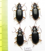 Carabidae sp.  Georgia - INSECTS-STORE.RU