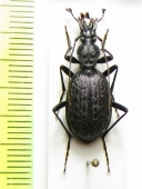 Cychrus aeneus starki  Russia, Caucasus - INSECTS-STORE.RU