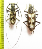 Trirachys sp., Aeolesthes sp.  Malaysia, Borneo / Philippines - INSECTS-STORE.RU
