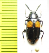 Basanus sp.  Malaysia, Borneo - INSECTS-STORE.RU