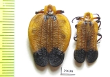 Lycidae sp., pair  Tanzania - INSECTS-STORE.RU