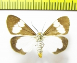 Geometridae sp.  Laos - INSECTS-STORE.RU