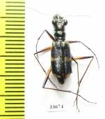 Dystipsidera flavipes  Australia - INSECTS-STORE.RU