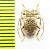 Cerambycidae sp.  Bolivia - INSECTS-STORE.RU