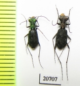 Cylindera delavayi, pair  Laos - INSECTS-STORE.RU