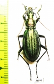 Carabus (Acoptolabrus) gehinii  Japan - INSECTS-STORE.RU