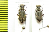 Brasiella argentata, pair  Bolivia - INSECTS-STORE.RU