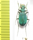 Platydela segonzaci  Morocco - INSECTS-STORE.RU