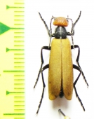 Meloidae sp.  Zambia - INSECTS-STORE.RU