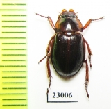 Hybosoridae sp.  South Africa Rep. - INSECTS-STORE.RU