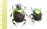 Oxysternon silenus, pair  Peru - INSECTS-STORE.RU