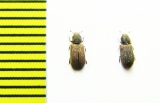 Synchita humeralis  Russia, Tver reg. - INSECTS-STORE.RU