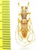 Olenecamptus sp.  Indonesia, Papua - INSECTS-STORE.RU
