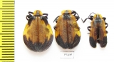 Lycidae sp., pair  South Africa Rep. - INSECTS-STORE.RU