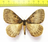 Saturniidae sp.?  South Africa Rep. - INSECTS-STORE.RU