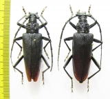 Cerambyx cerdo acuminatus  Russia, Krasnodar reg. - INSECTS-STORE.RU