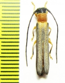 Oberea inclusa  Russia, Far East - INSECTS-STORE.RU